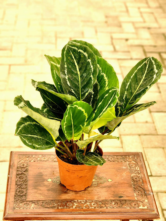 Peacock Plant | Calathea | Best Office Plants in Dubai