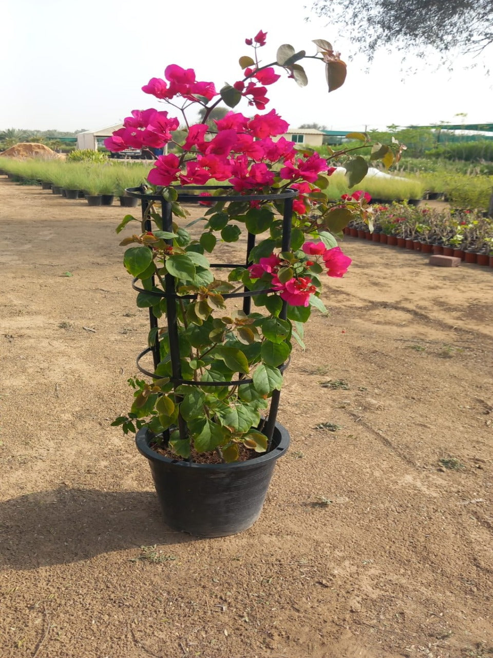 Bougainvillea 4 stick | Outdoor Plants in Dubai