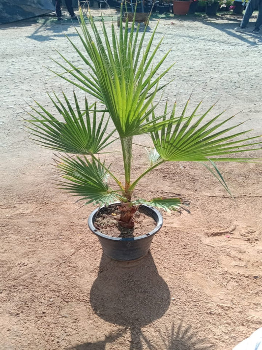 Washingtonia Palm