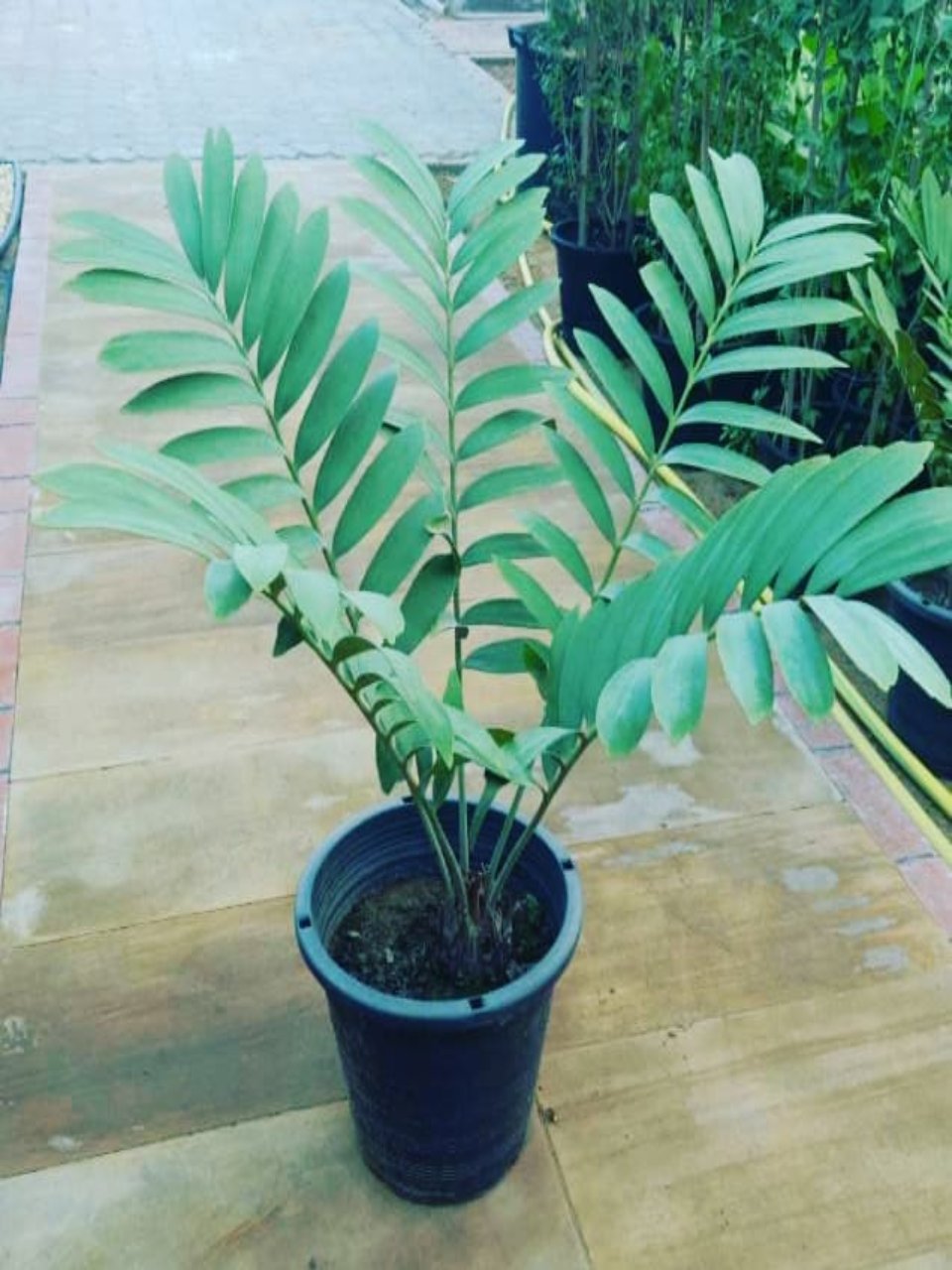 Zamia Furfuracea | Cardboard Palm