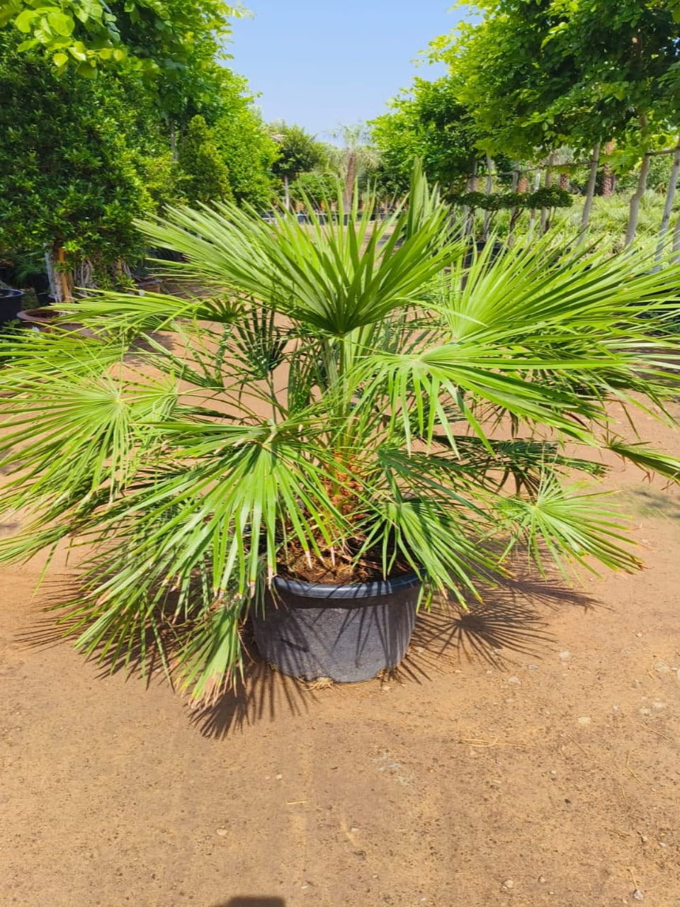 Chamaerops Humilis | European Fan Palm