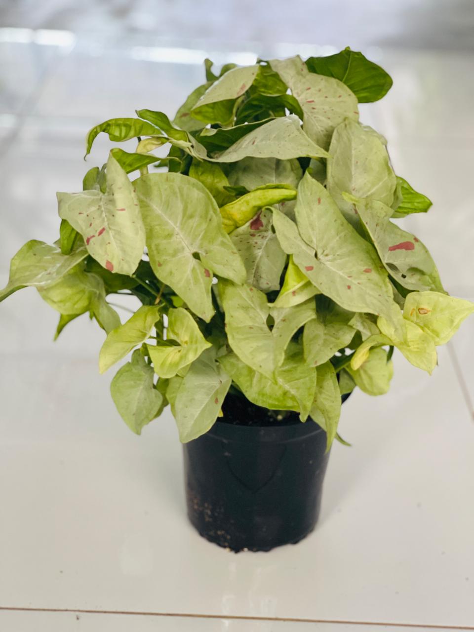 Syngonium Green | Best Office Plants in Dubai