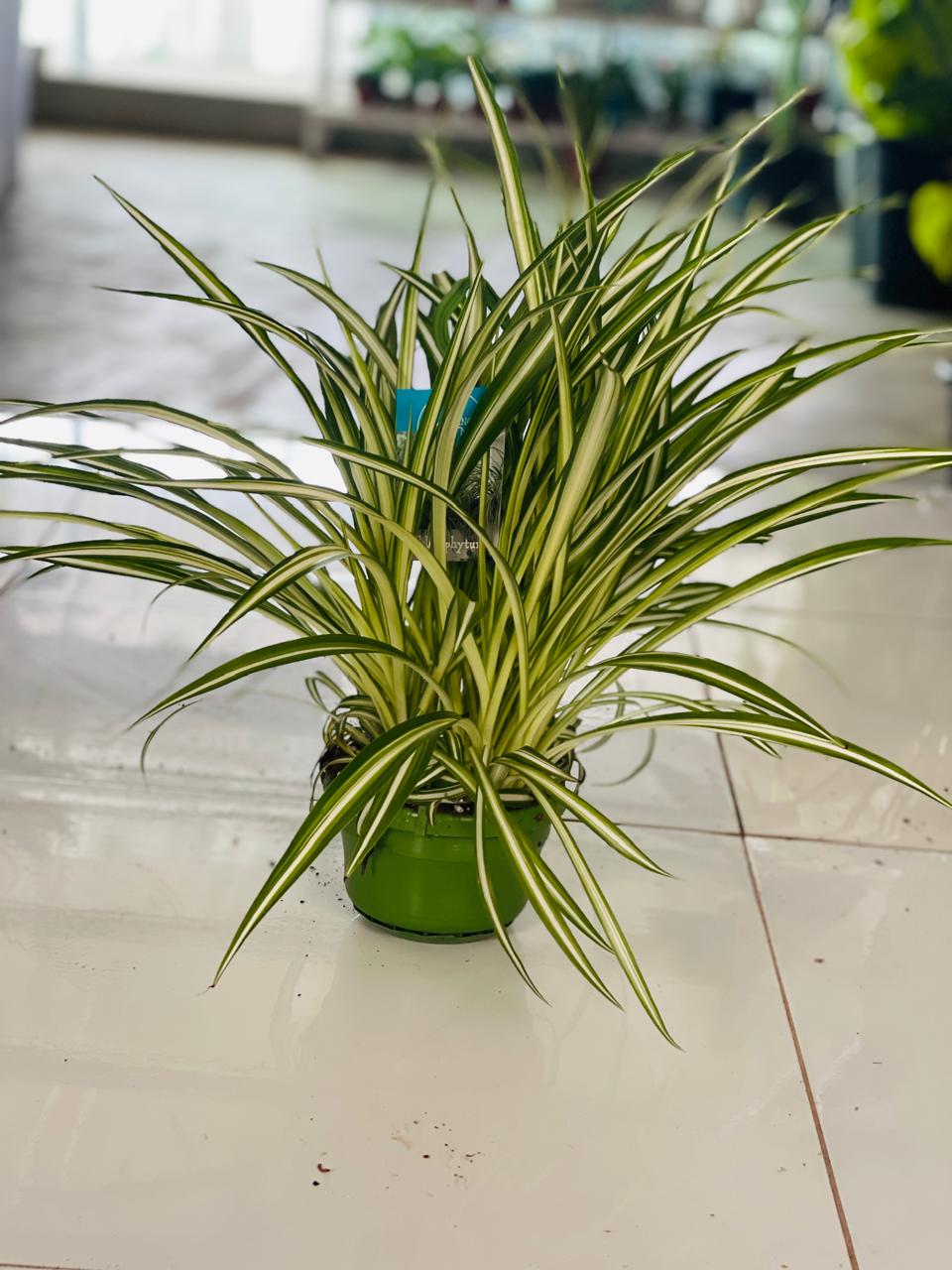 Pandanus Variegated