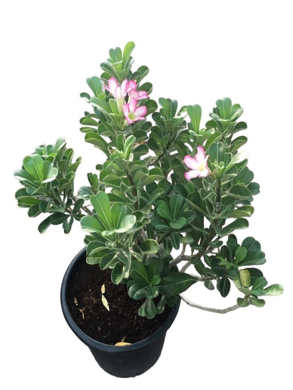 Adenium Obesum Pink | Outdoor Plants in Dubai