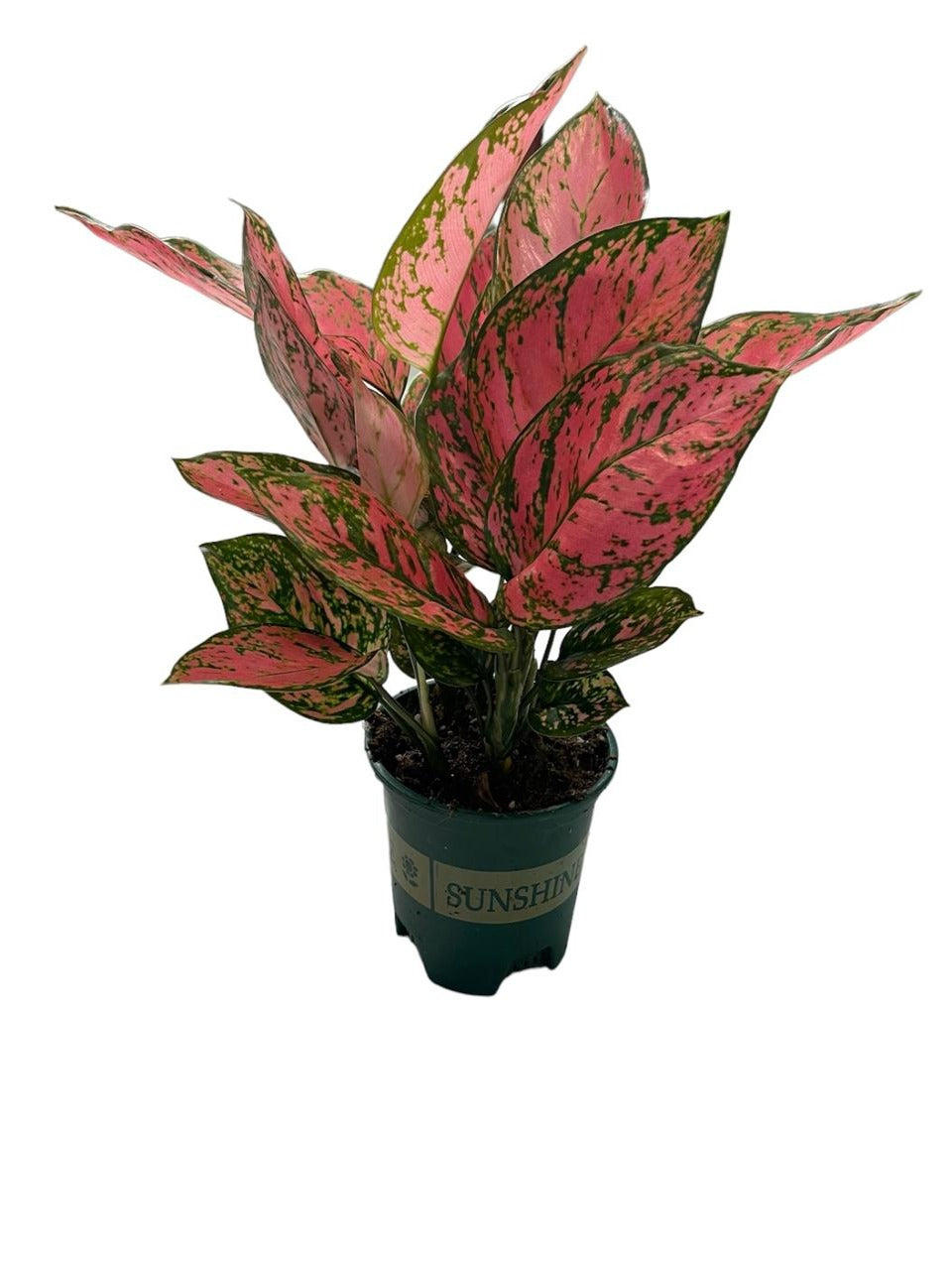 Aglaonema Red | Best Indoor Plants in Dubai