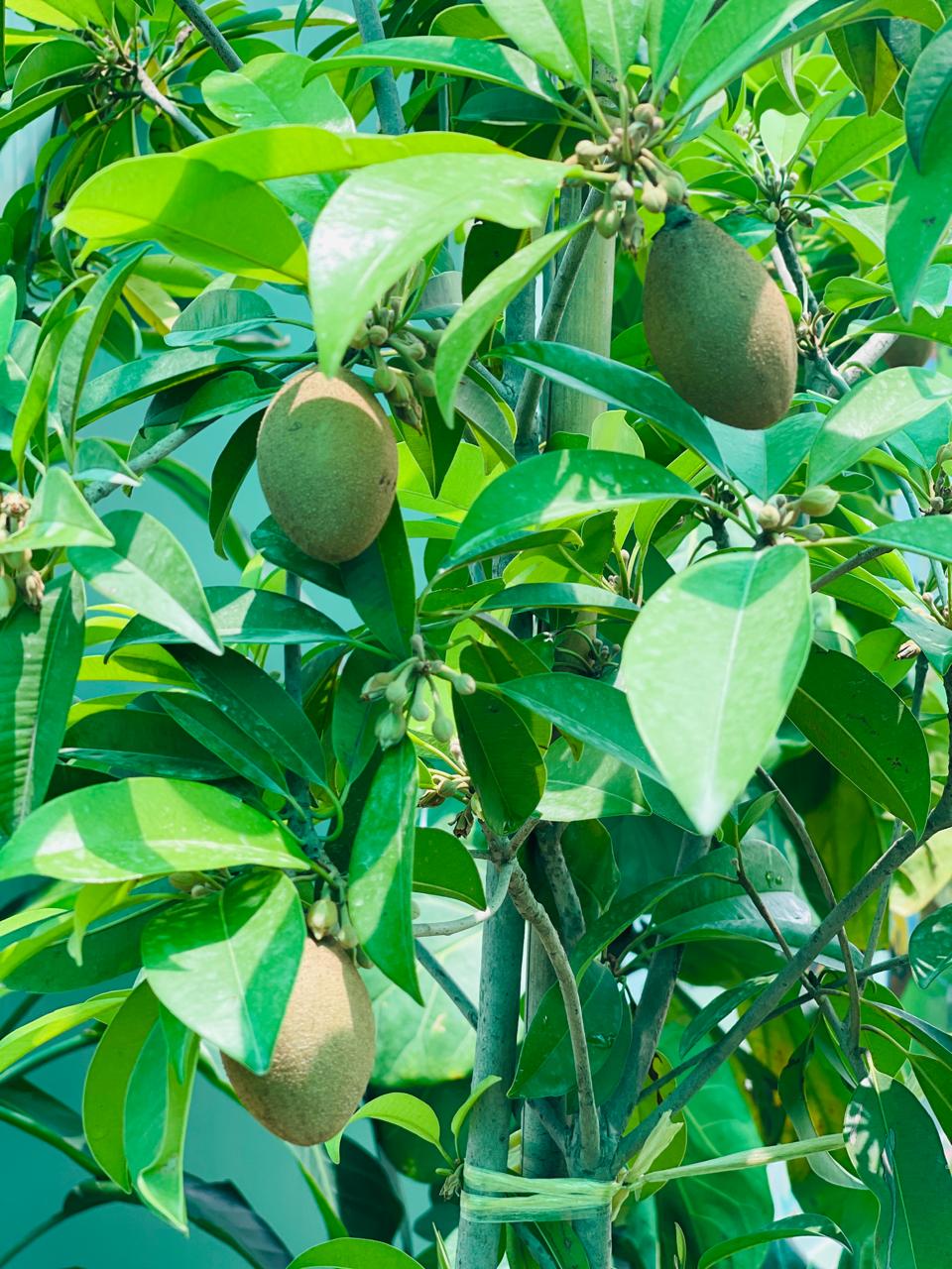 Chikoo Tree | Outdoor Plants in Dubai