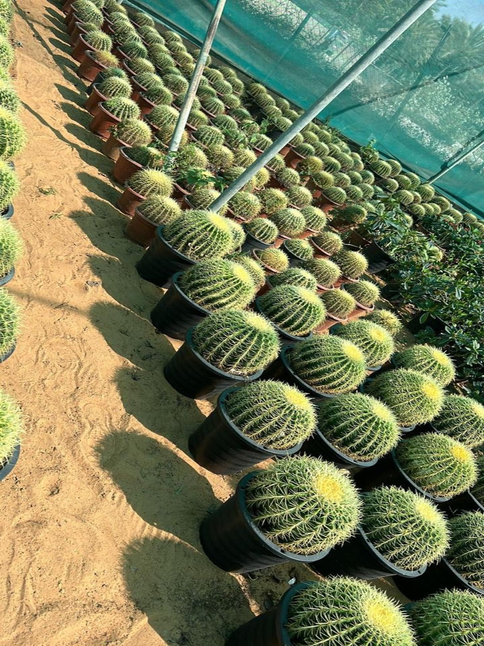 Ball Cactus | Outdoor Cactus Plants in Dubai