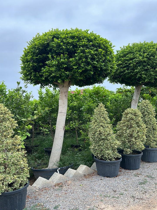 Ficus Natida One Head | Outdoor Plants in Dubai