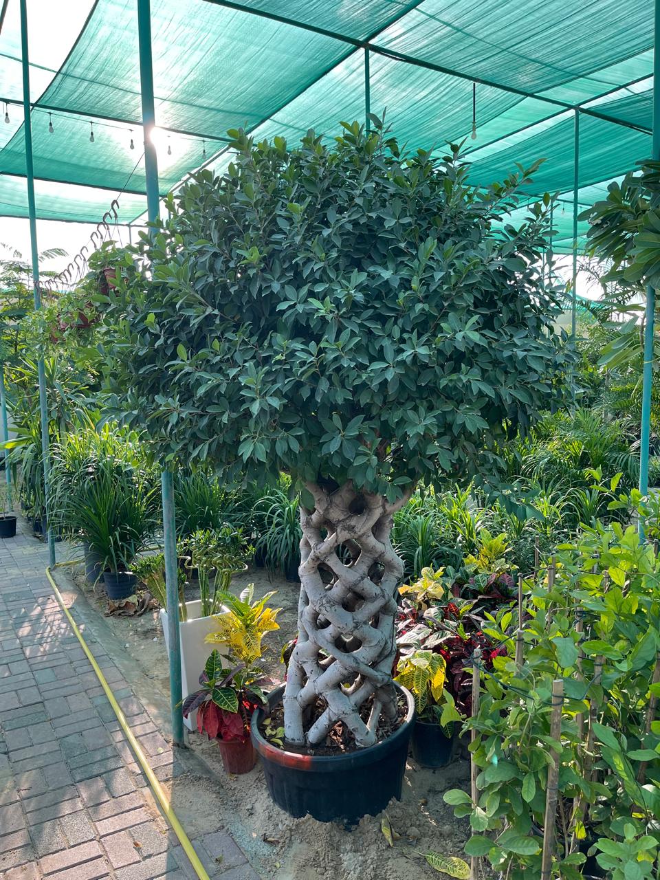 Ficus Natida Cage Shape | Outdoor Plants in Dubai