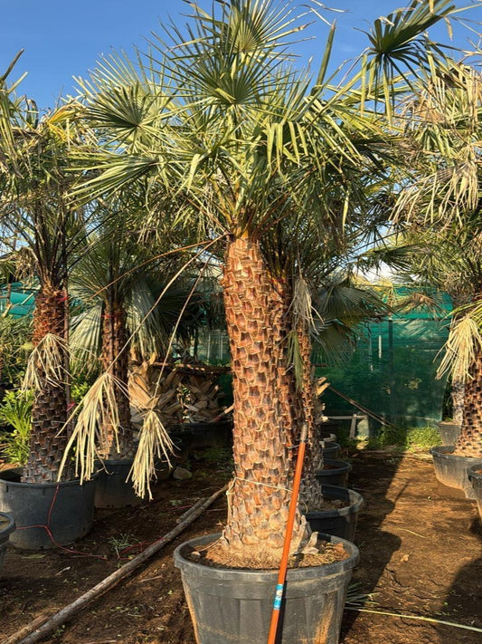 Wax Palm | Outdoor Plants in Dubai