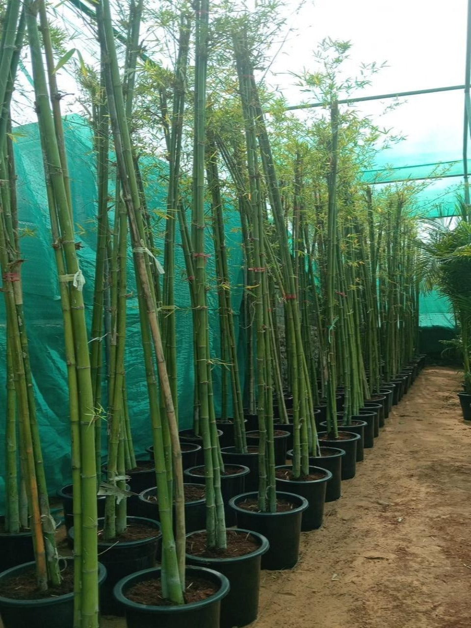 Bamboo Green | Outdoor Plants in Dubai