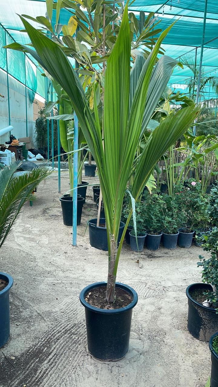 Coconut Palm