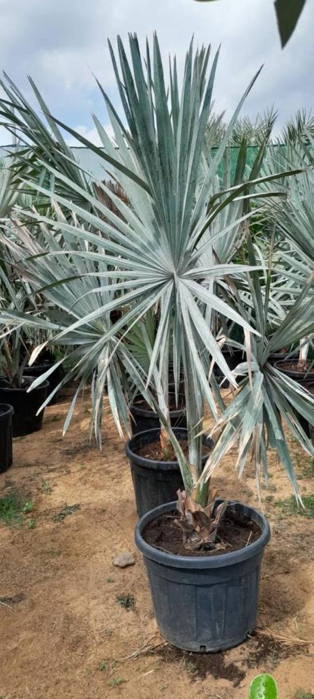 Silver Bismarck Palm