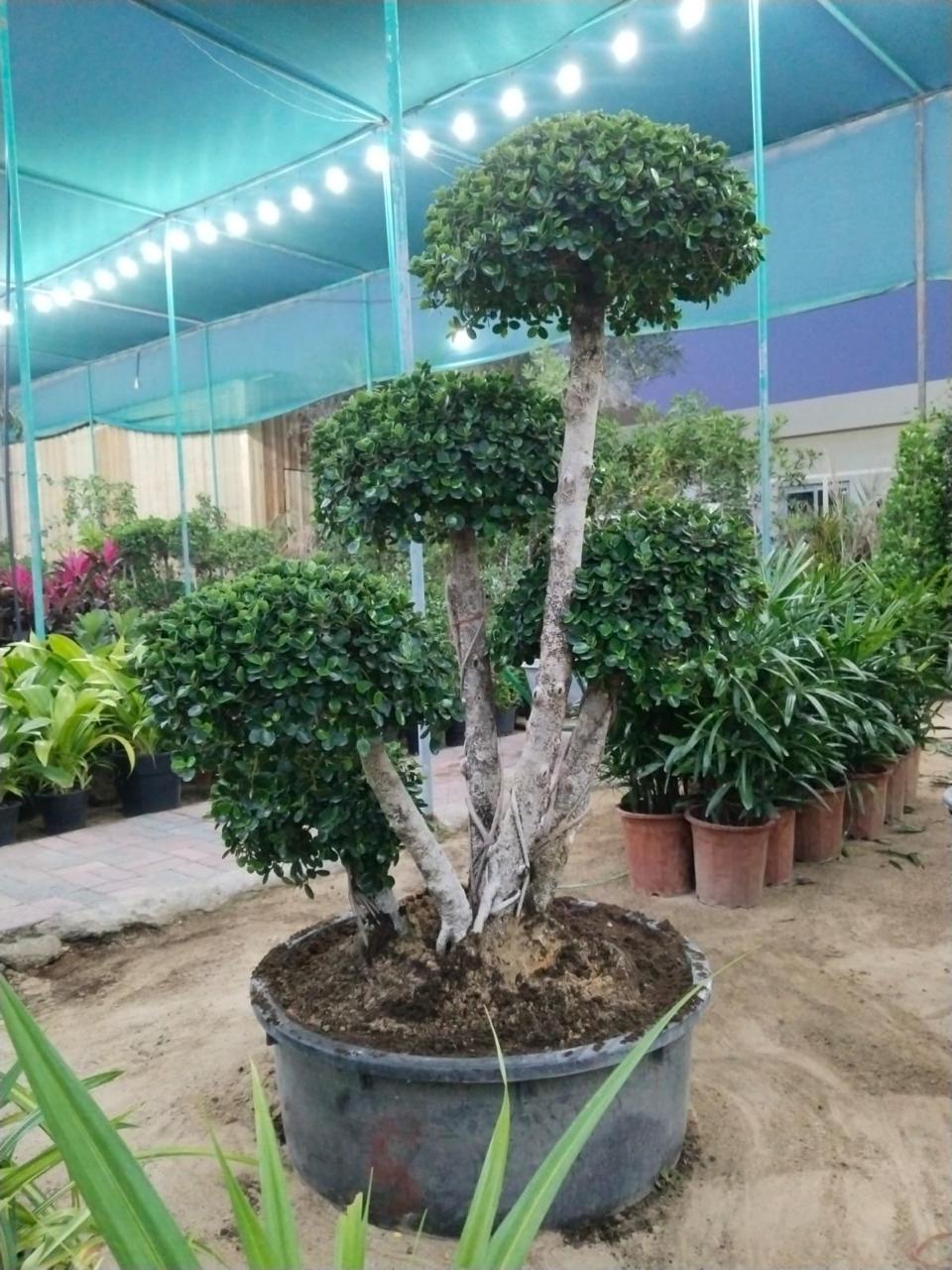 Ficus Microcarpa | Outdoor Plants in Dubai