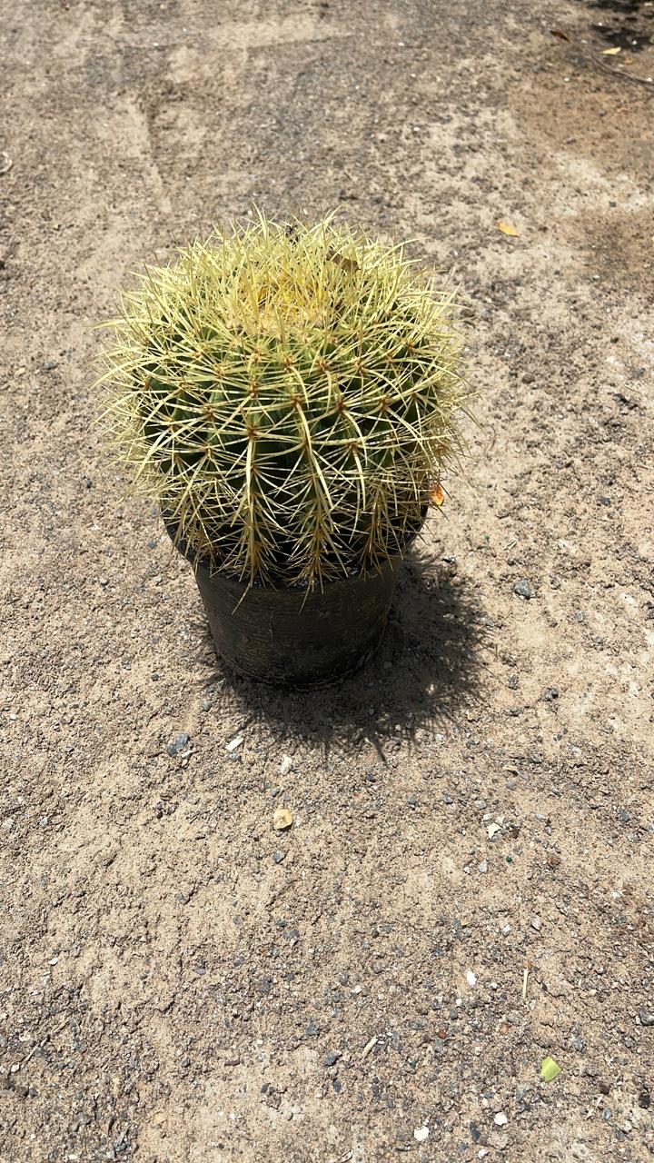 Ball Cactus