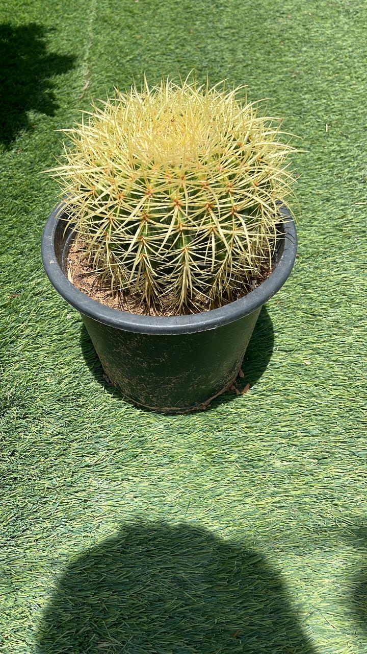 Ball Cactus