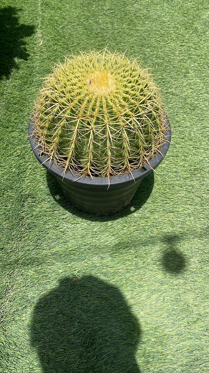 Ball Cactus