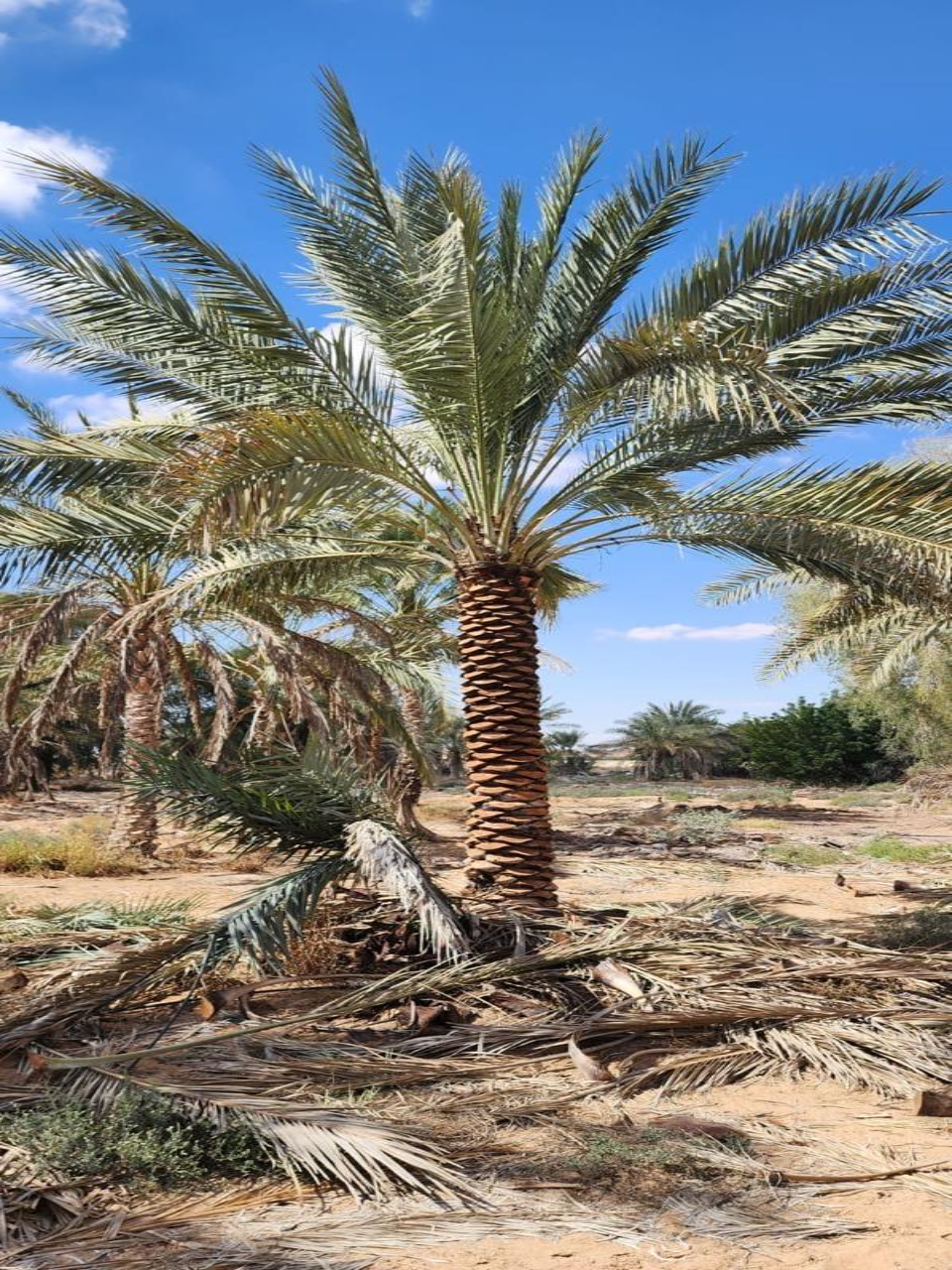 Date Palm