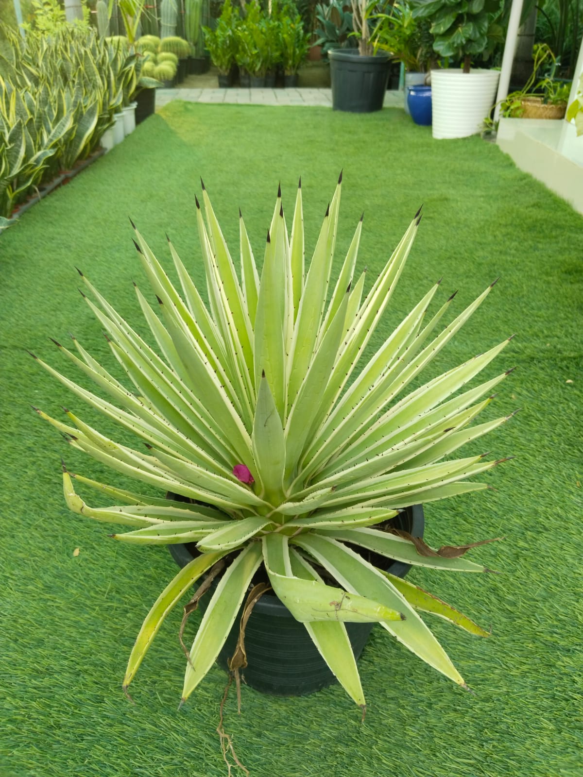 Agave Americana | Outdoor Plants in Dubai