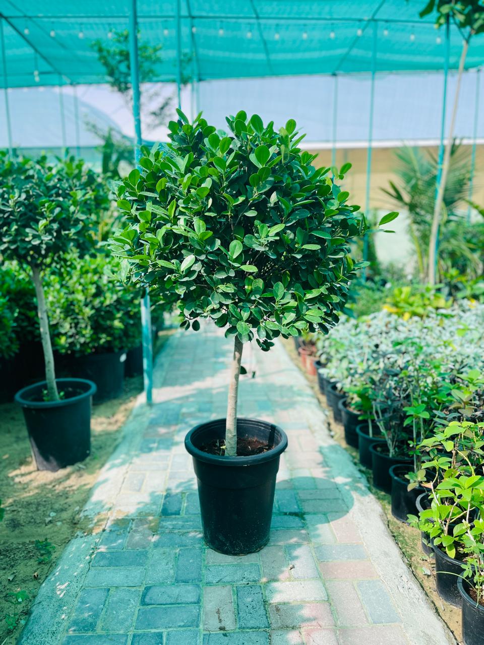 Ficus Panda 1 Head | Outdoor Plants in Dubai