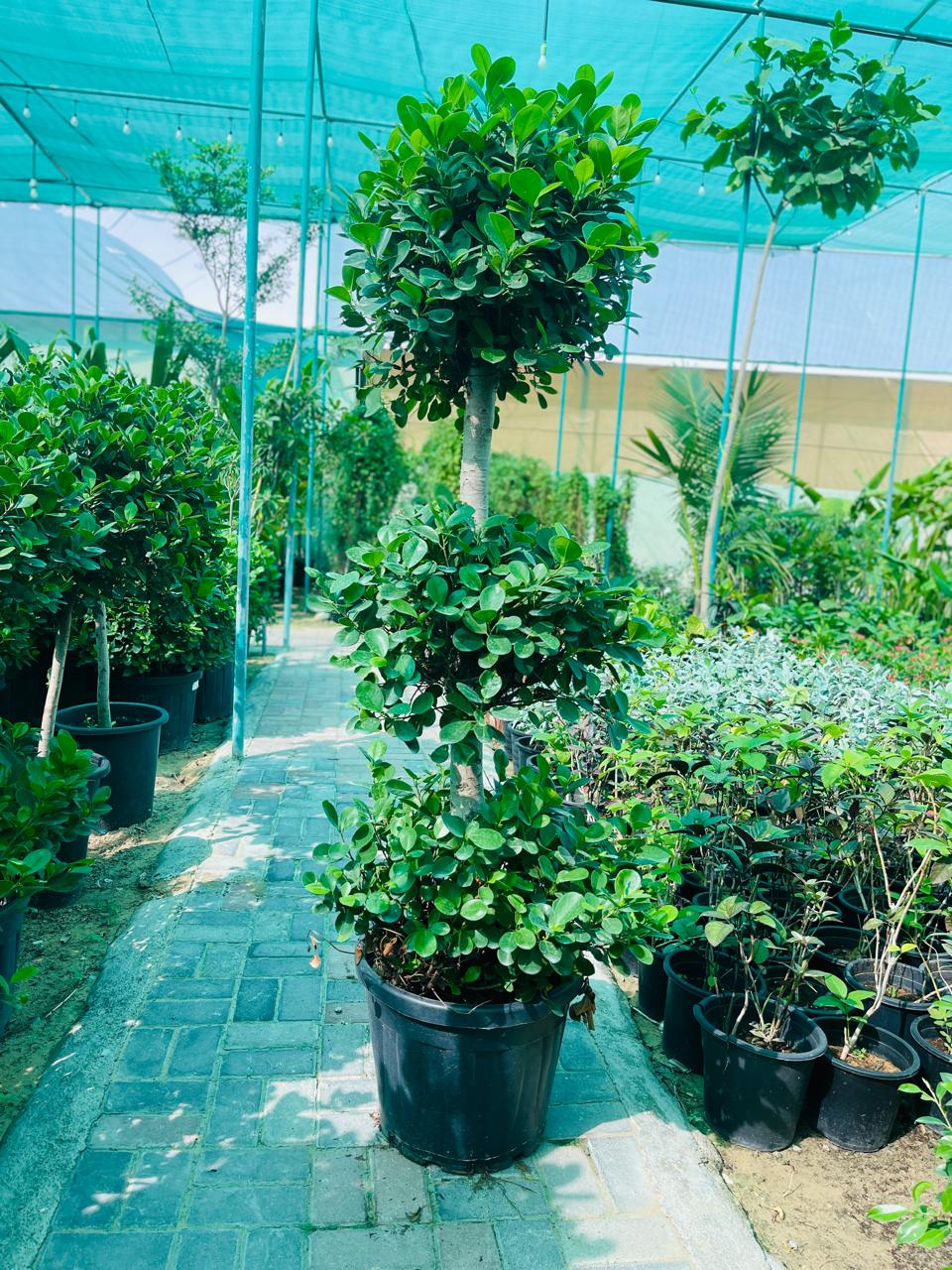 Ficus Panda 3 Head | Outdoor Plants in Dubai