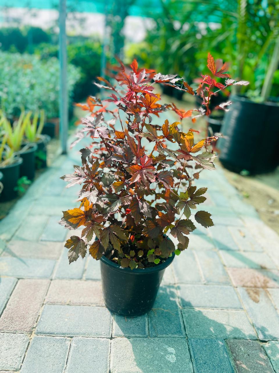 Cranberry Hidiscus | Outdoor Plants in Dubai