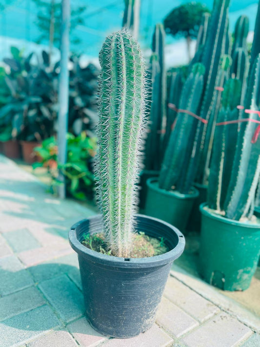 Old Man Cactus | Cactus Plants Dubai