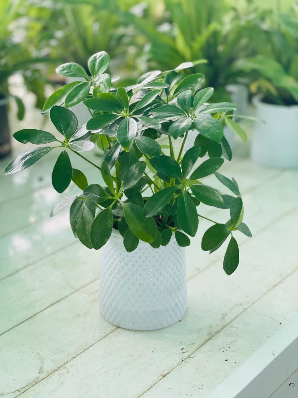 Sehefflera Arboricola | Best Indoor Plants in Dubai