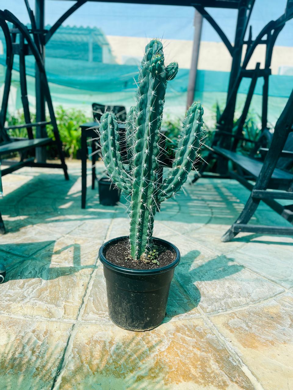 Toothpick Cactus | Outdoor Cactus Plants in Dubai