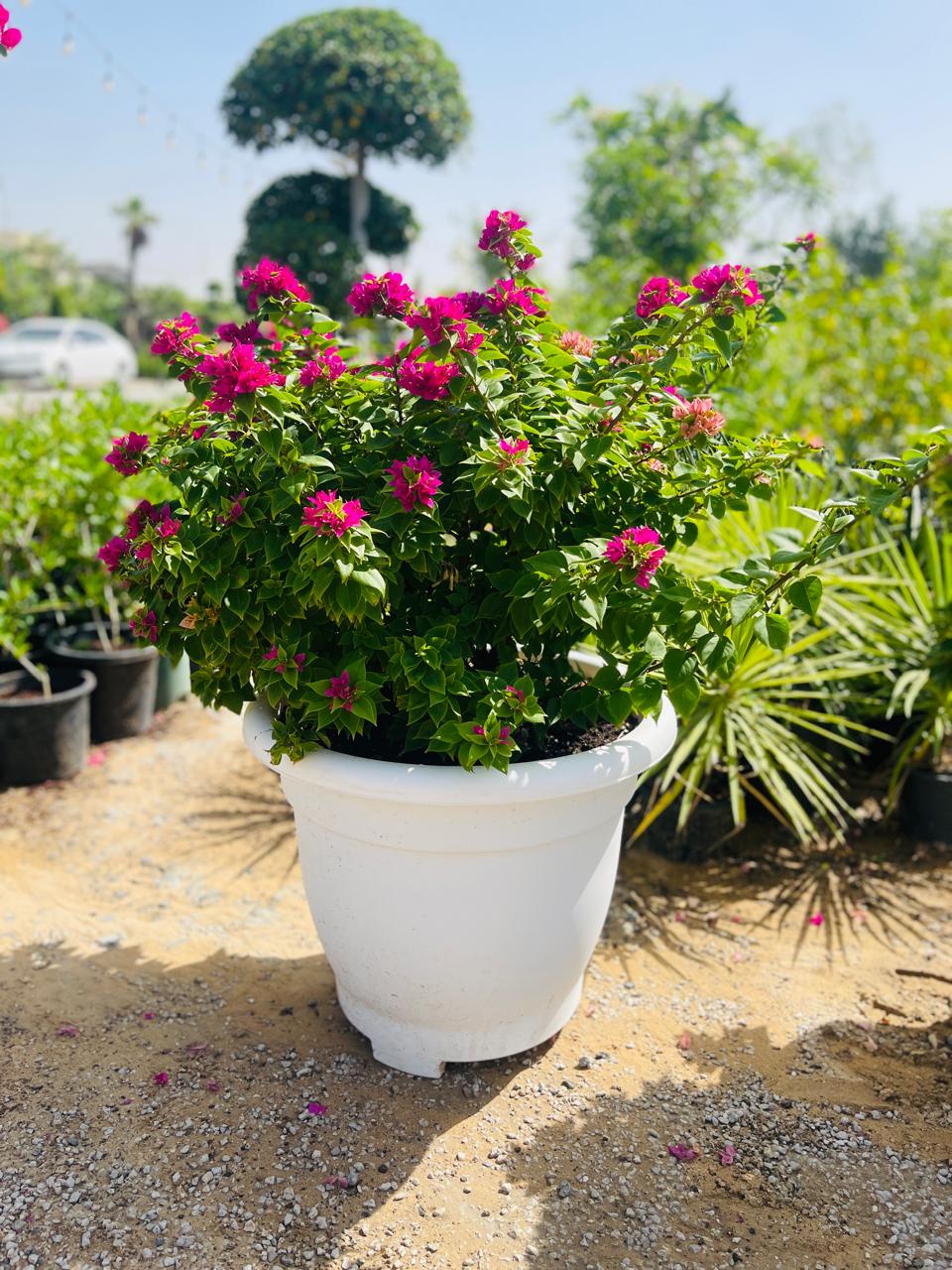 Bougainvillea Pink Pixie | Outdoor Plants in Dubai