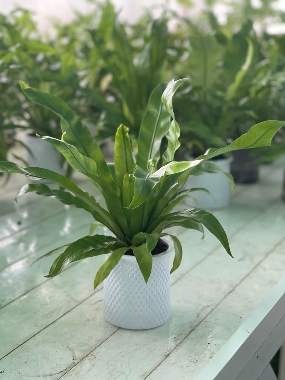 Birds Nest Ferns (Asplenium Nidus)  | Outdoor Plants in Dubai