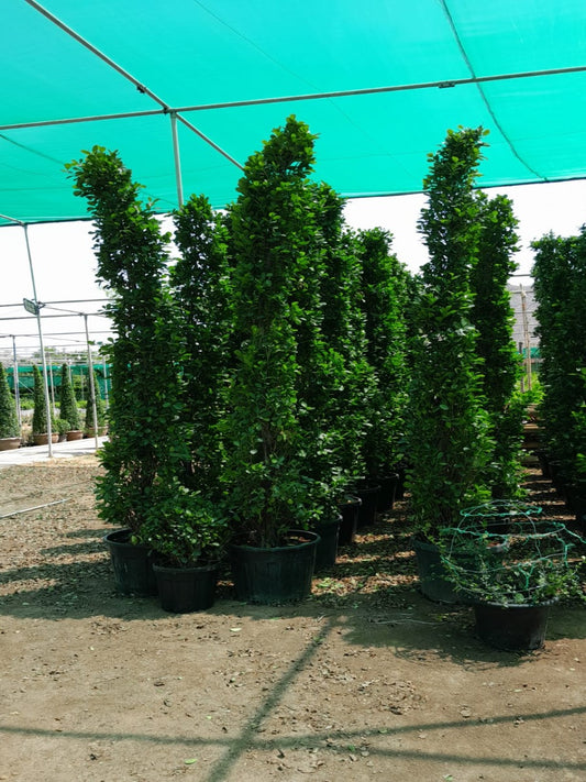 Ficus Panda Cone Shape | Outdoor Plants in Dubai