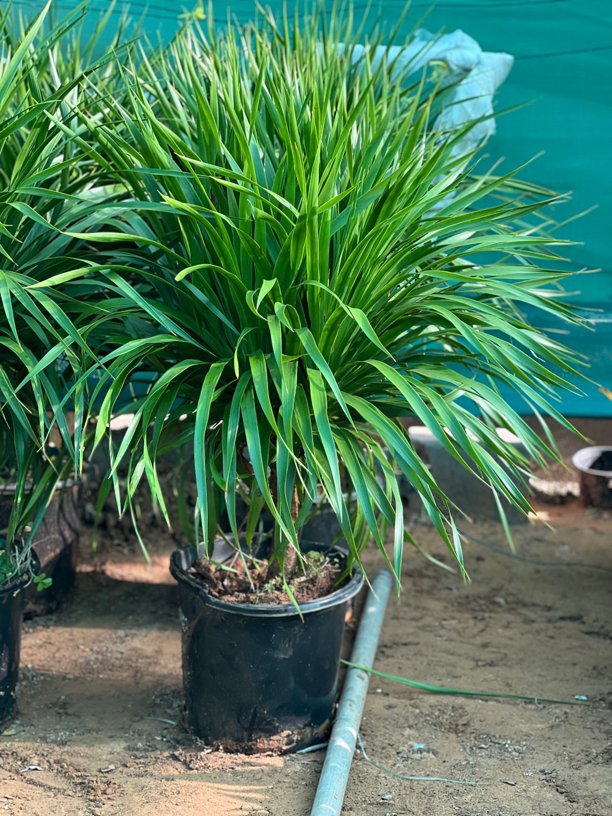 Dracaena Draco Plant | Outdoor Plants in Dubai