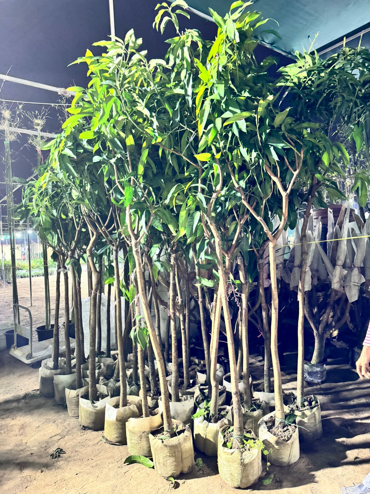 Mango Tree in Dubai | Outdoor Plants in Dubai