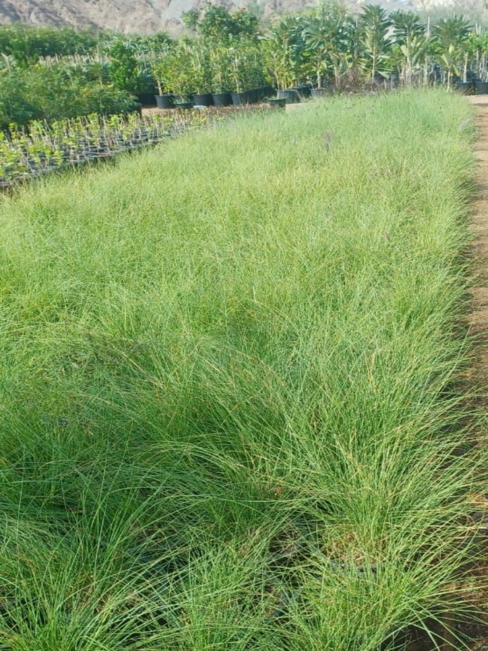 Green Pennisetum Grass | Outdoor Plants in Dubai