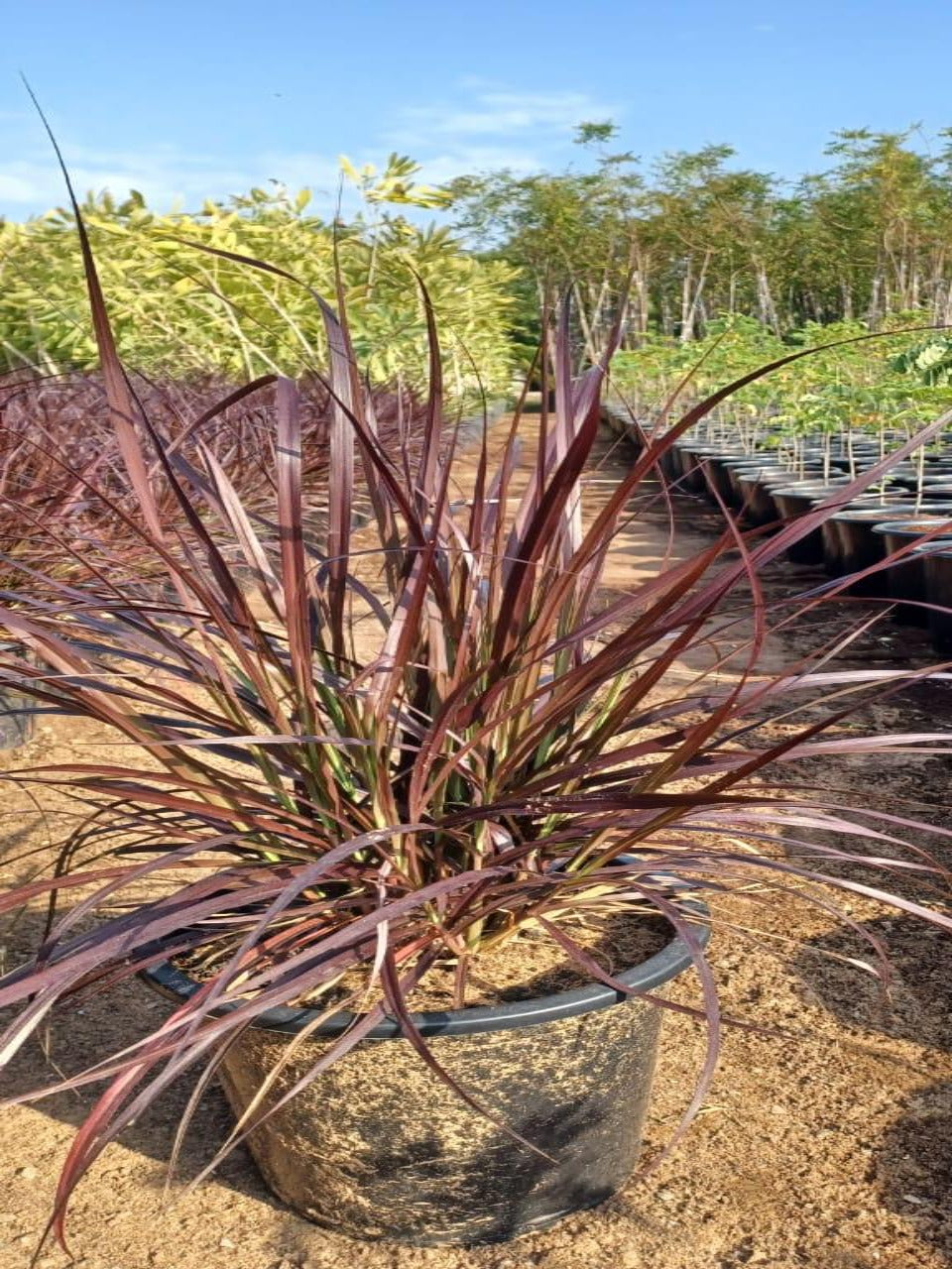 Red Pennisetum Grass