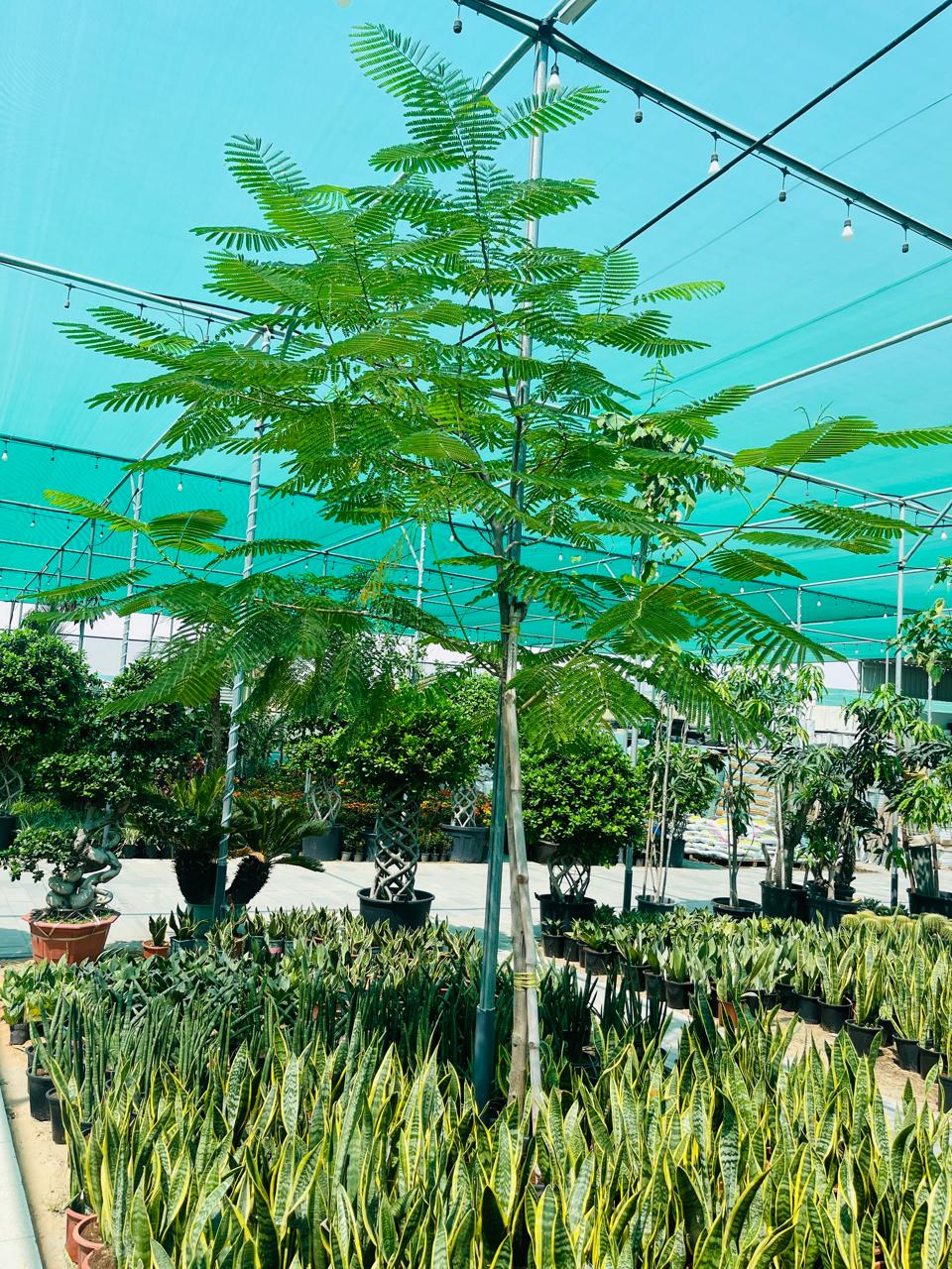 Delonix Regia Tree | Outdoor Plants in Dubai