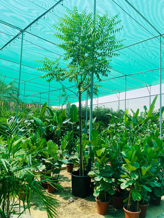 Neem Tree | Outdoor Plants in Dubai