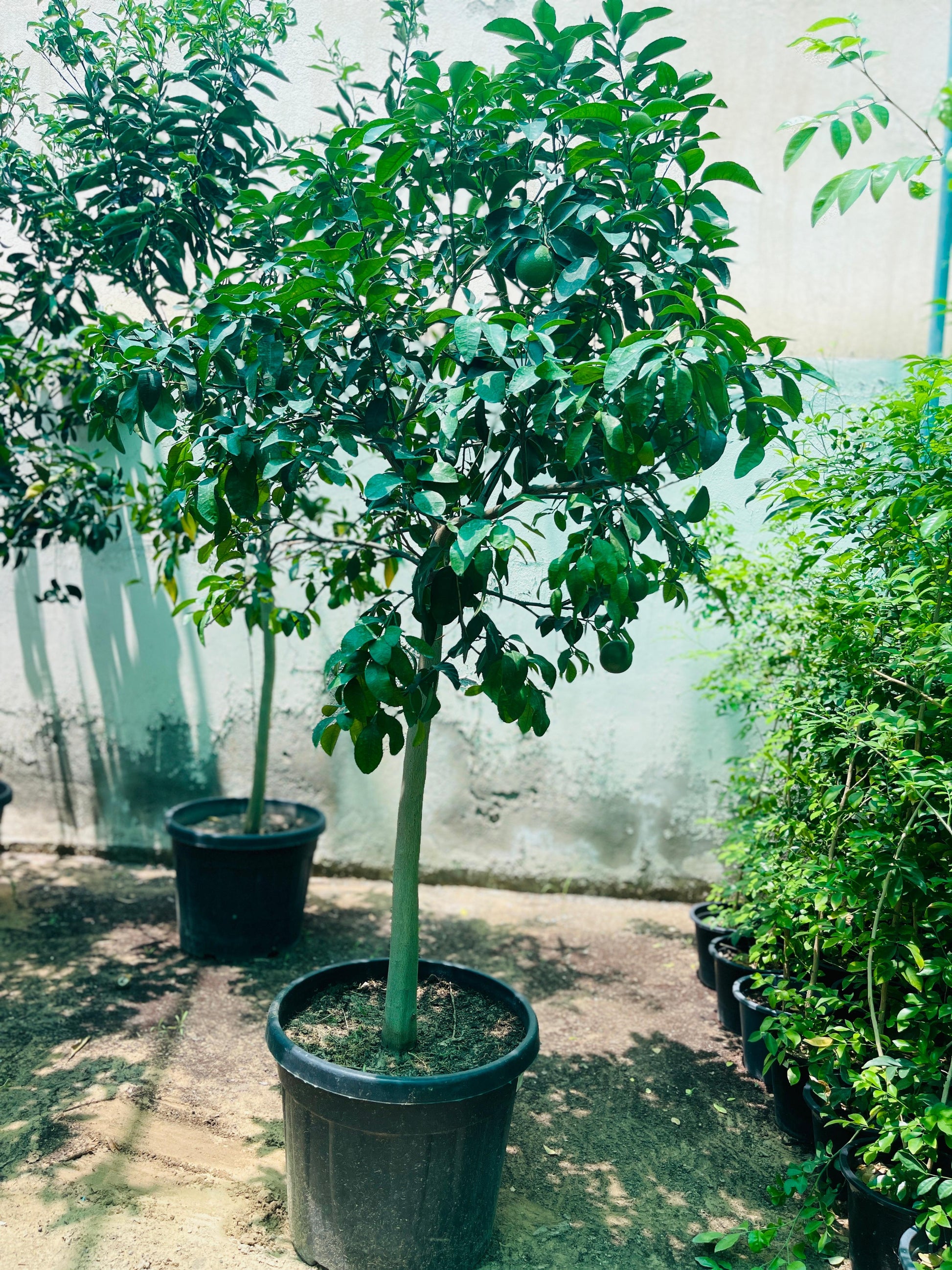 Spanish Orange Tree | Outdoor Plants in Dubai