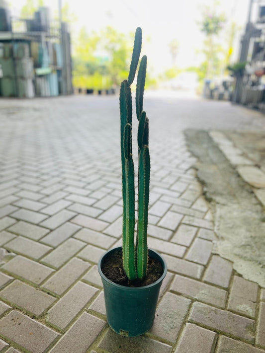 Pilosocertus Cactus | Outdoor Plants in Dubai