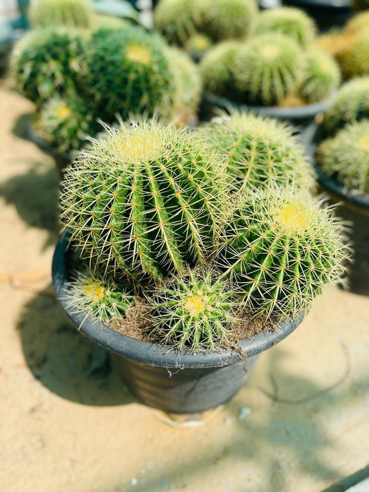 Barral Cactus | Outdoor Plants in Dubai