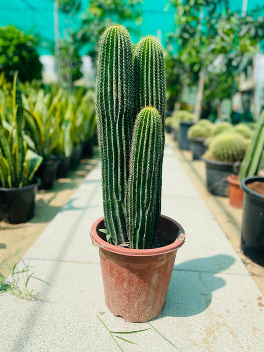 Parodia Leninghausii Cactus | Best cactus plants in Dubai