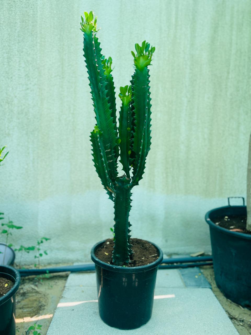 Euphorbia Lactea Cactus | Outdoor Plants in Dubai