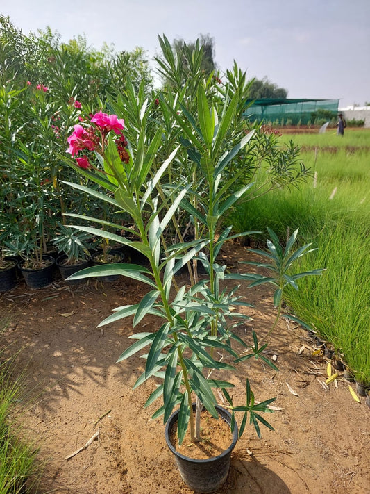 Nerium Oleander