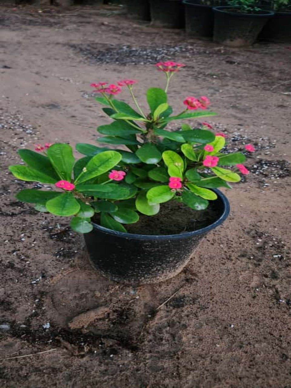 Euphorbia Milli Palnst | Outdoor Plants in Dubai