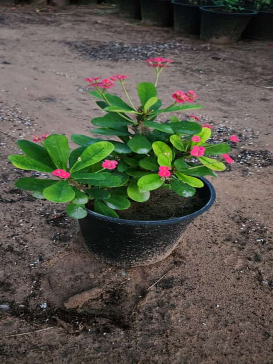 Euphorbia Milli Palnst | Outdoor Plants in Dubai