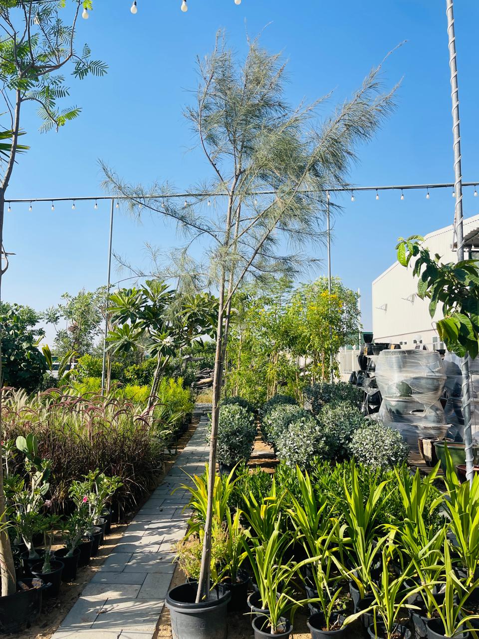 Casuarina Equisetifolia Tree | Outdoor Plants in Dubai