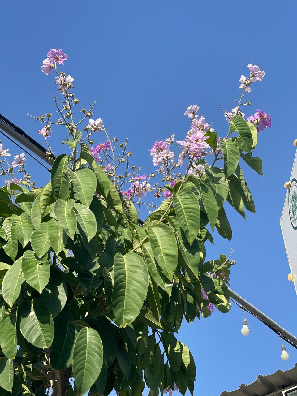 Lagerstroemia Speciosa Tree | Outdoor Plants in Dubai