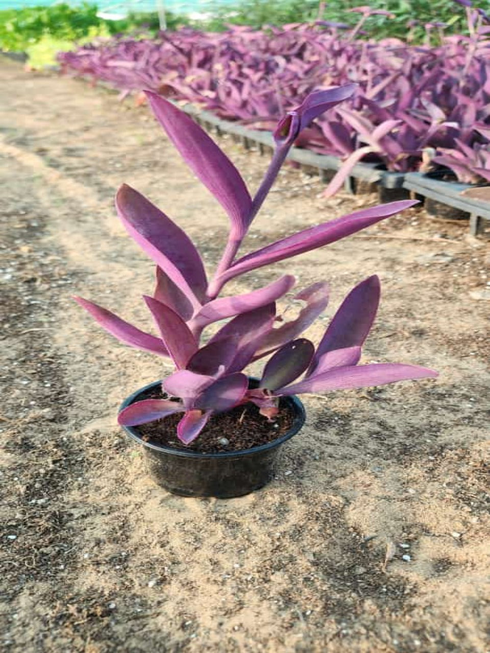 Purple Heart Plant