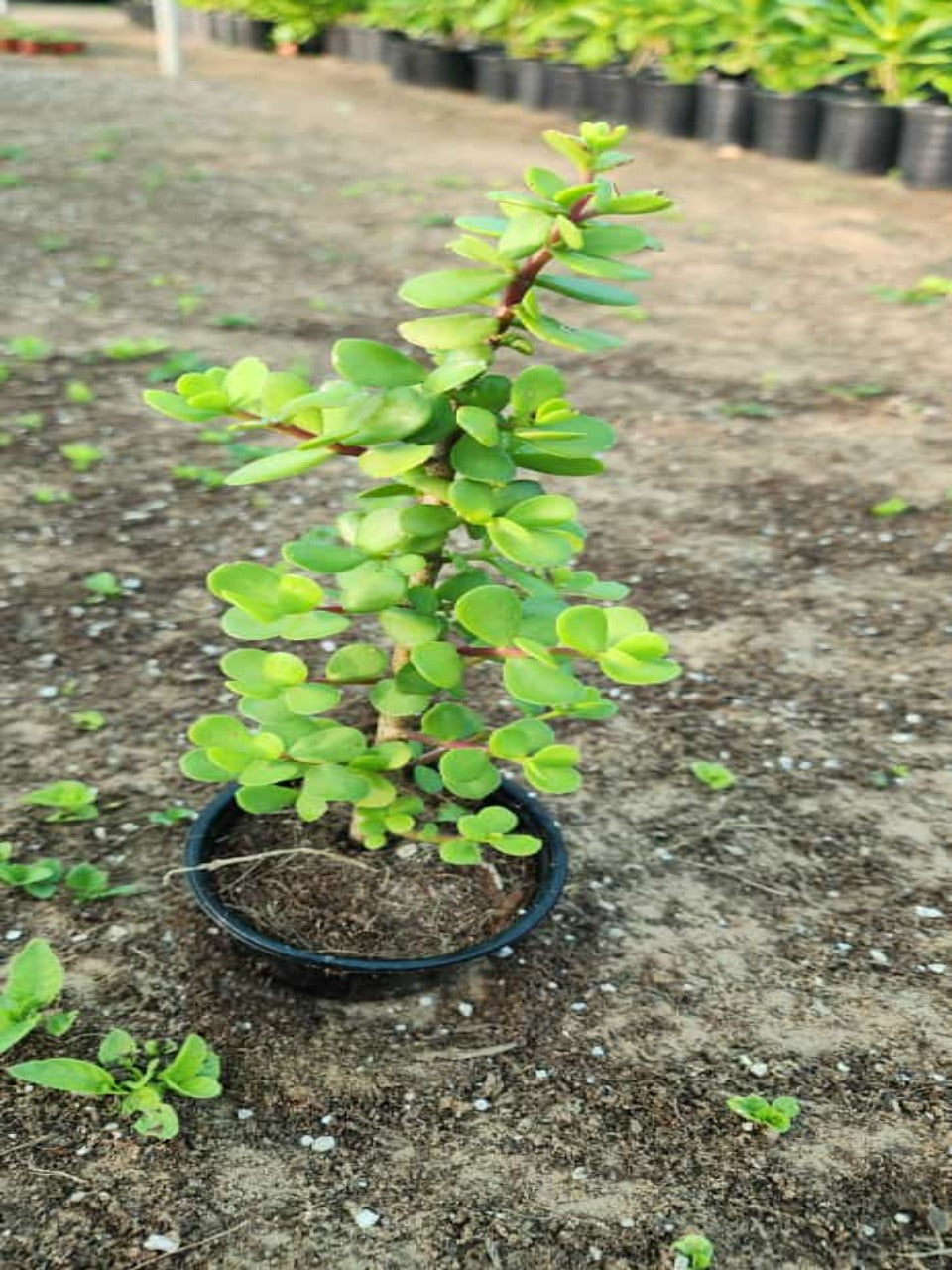 Jade Plant | Elephant Bush V9